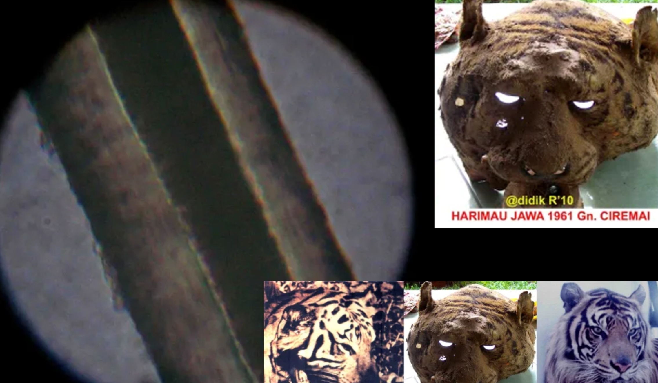 Panjang Hampir 2,5 Meter, Bukti Harimau Jawa Ditembak di Gunung Ciremai Tahun 1961, Sisa Kepala Masih Ada