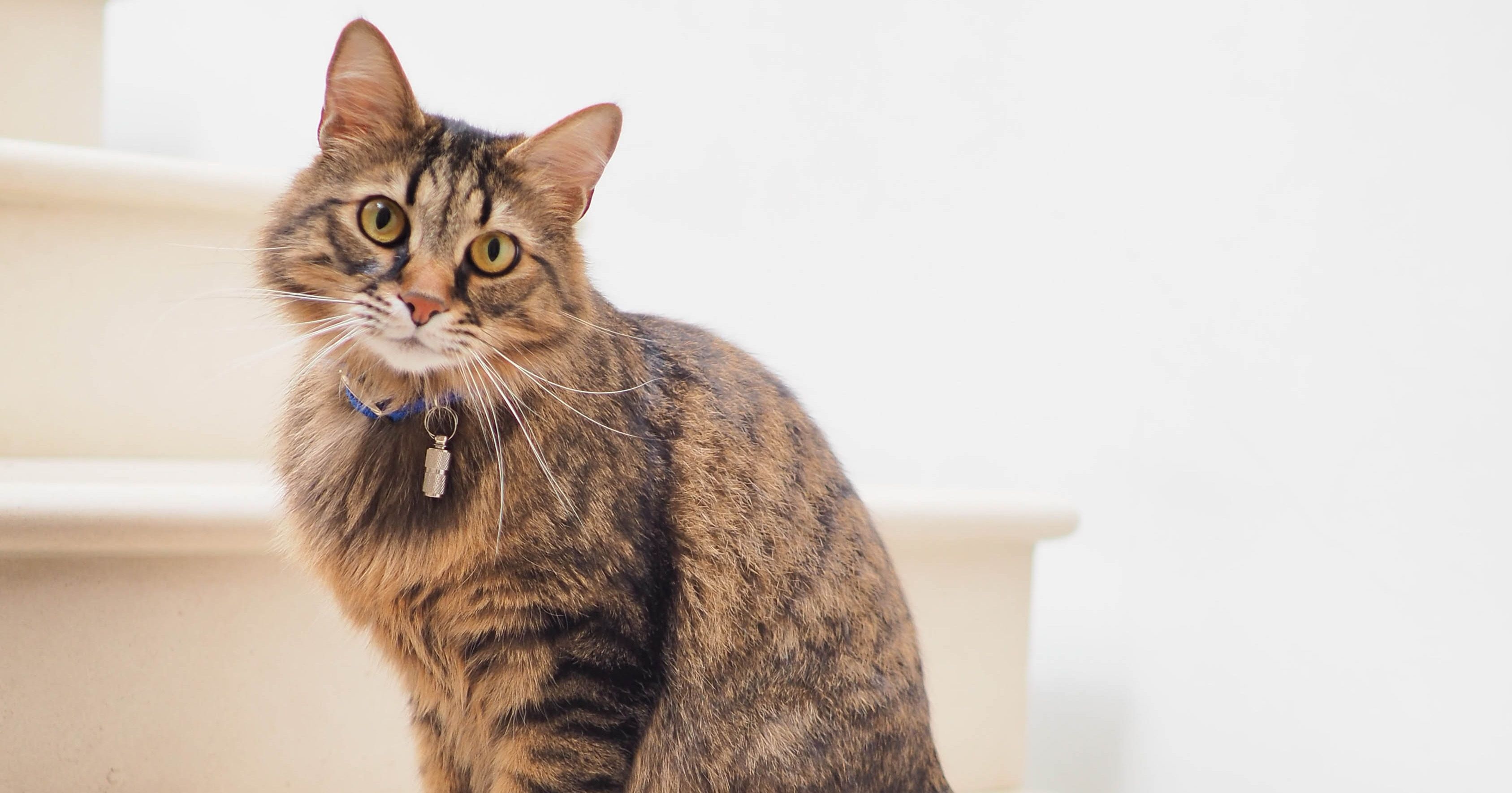 4 Ciri Kucing Pembawa Keberuntungan Menurut Primbon Jawa, Sangat Diminati Pemelihara Kucing