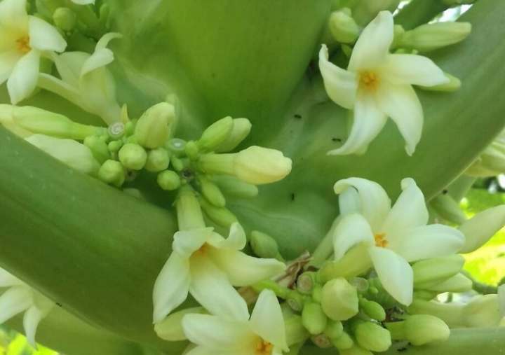 5 Perbedaan Bunga Pepaya Muda dan Bunga Pepaya Tua: Jangan Salah Pilih Bahan Masakan! 