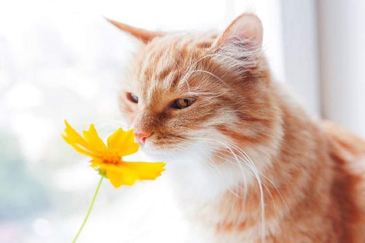 Teras Rumah Sering Di Berakin Kucing Liar? Yuk Simak 6 Cara Mengusir Kucing Liar Menggunakan Tanaman Hias
