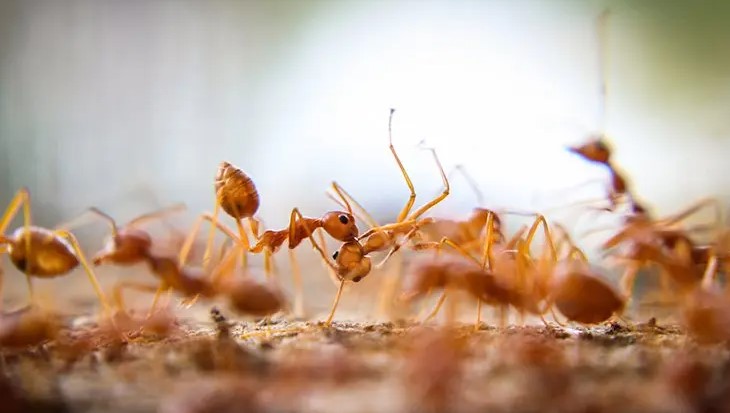 Ini Bau yang Dibenci Semut! Berikut 5 Cara Mengusir Semut Merah Pakai Bahan Dapur dengan Mudah