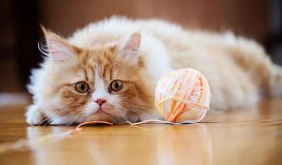 Apa Saja Penyebab Kucing Merasa Sedih? Ketahui Inilah 6 penyebab Kucing Sedih Dan Solusinya