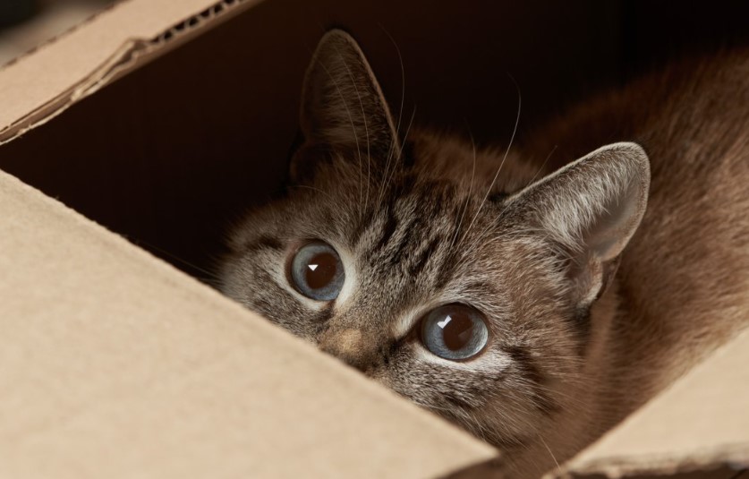 Ini 4 Perubahan Perilaku Kucing yang Perlu Dikhawatirkan Pemilik Kucing, Serta Cara Mengatasinya!