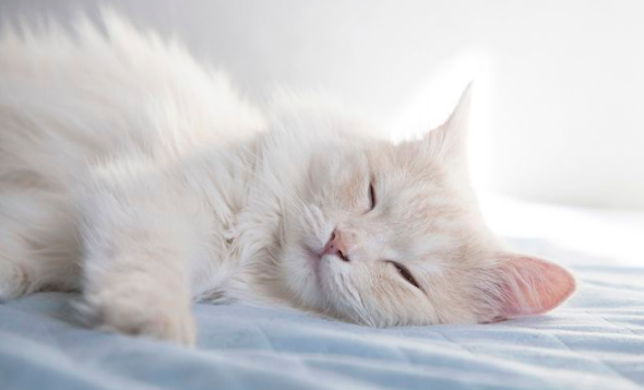 Sering Disepelekan! Ini adalah 6 Manfaat Tidur Bersama Anabul yang Ternyata Bagus Untuk Kesehatan