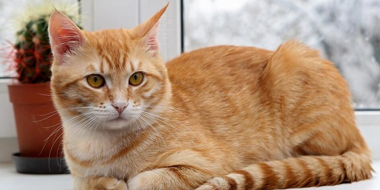 5 Merk Makanan Kucing Kampung Agar Bulu Lebat dan Tidak Rontok, Kucing Semakin Menarik dan Menggemaskan!