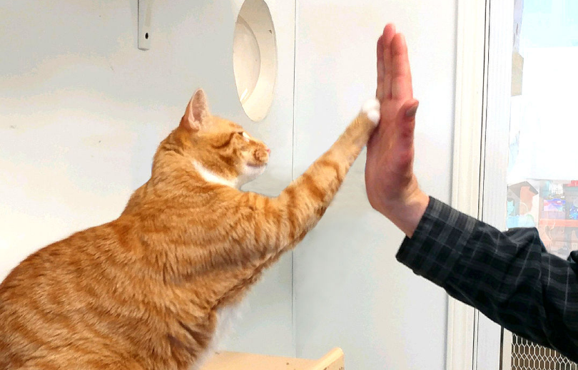 Inilah Cara Melatih Kucing Agar Mengerti Bahasa Manusia, Anabul Jadi Nurut dan Pintar