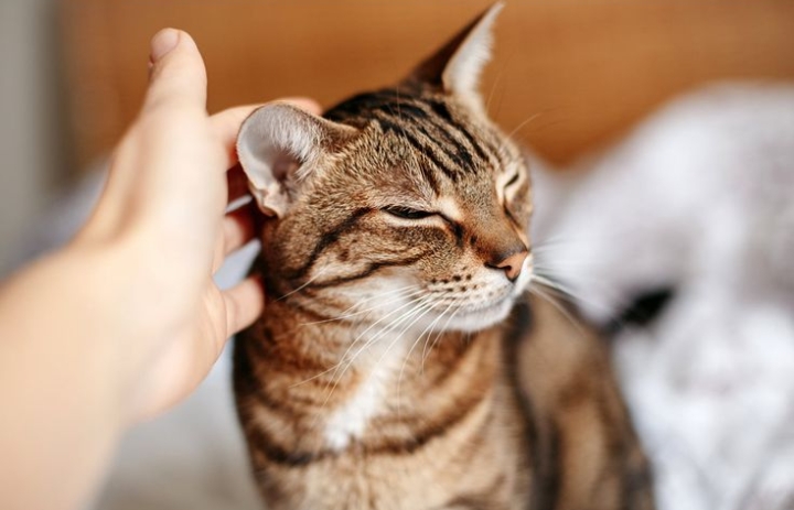 Ikuti 5 Langkah Mengobati Kutu di Kucing dengan Mudah; Simpel dan Gak Butuh Duit Banyak!