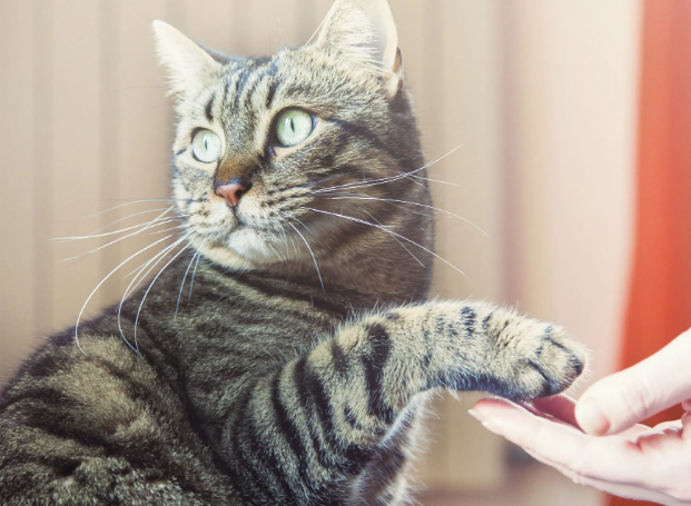 Berikut 5 Cara Melatih Kucing agar Nurut Dengan Pemilik Baru
