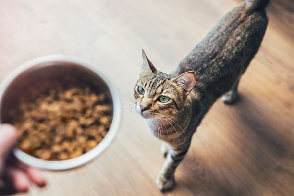 Dry Food atau Wet Food? Mana yang Lebih Baik untuk Kucing?
