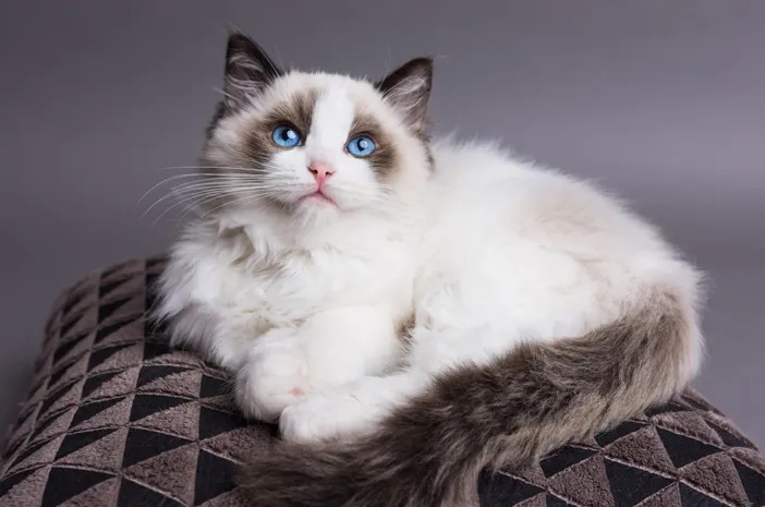 Ini Dia 6 Fakta Keunikan Kucing, Nomor 1 Ternyata Kucing Memiliki Kemampuan Night Vision, Apakah Benar?