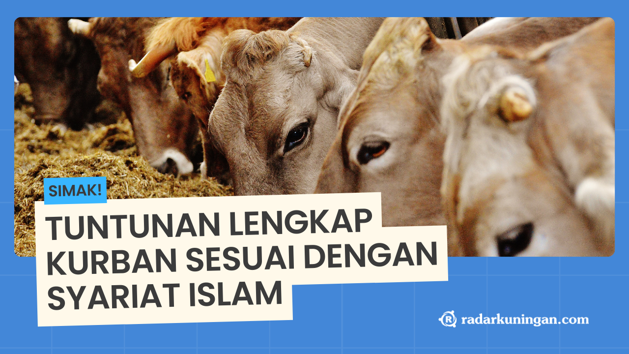 Berikut Tuntunan Pelaksanaan Ibadah Kurban yang Sesuai Dengan Syariat Islam Berdasarkan Dalil dan Hadits