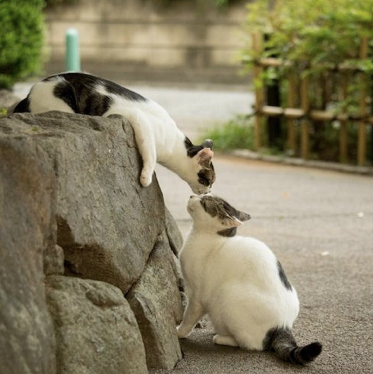 Kenapa Kucing Suka Buang Air Sembarangan Di Depan Rumahmu? Yuk Simak 7 Cara Mengusir Kucing Liar Dari Teras