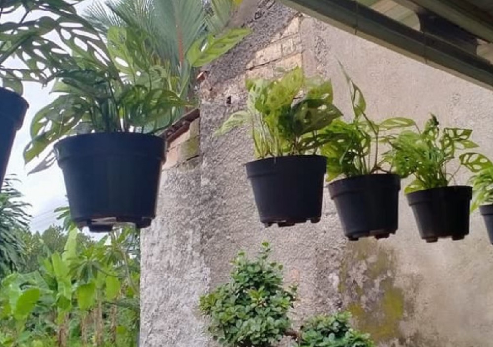 Ini Dia Cara Merawat Janda Bolong di Pot Gantung Agar Tumbuh Subur dan Tidak Layu