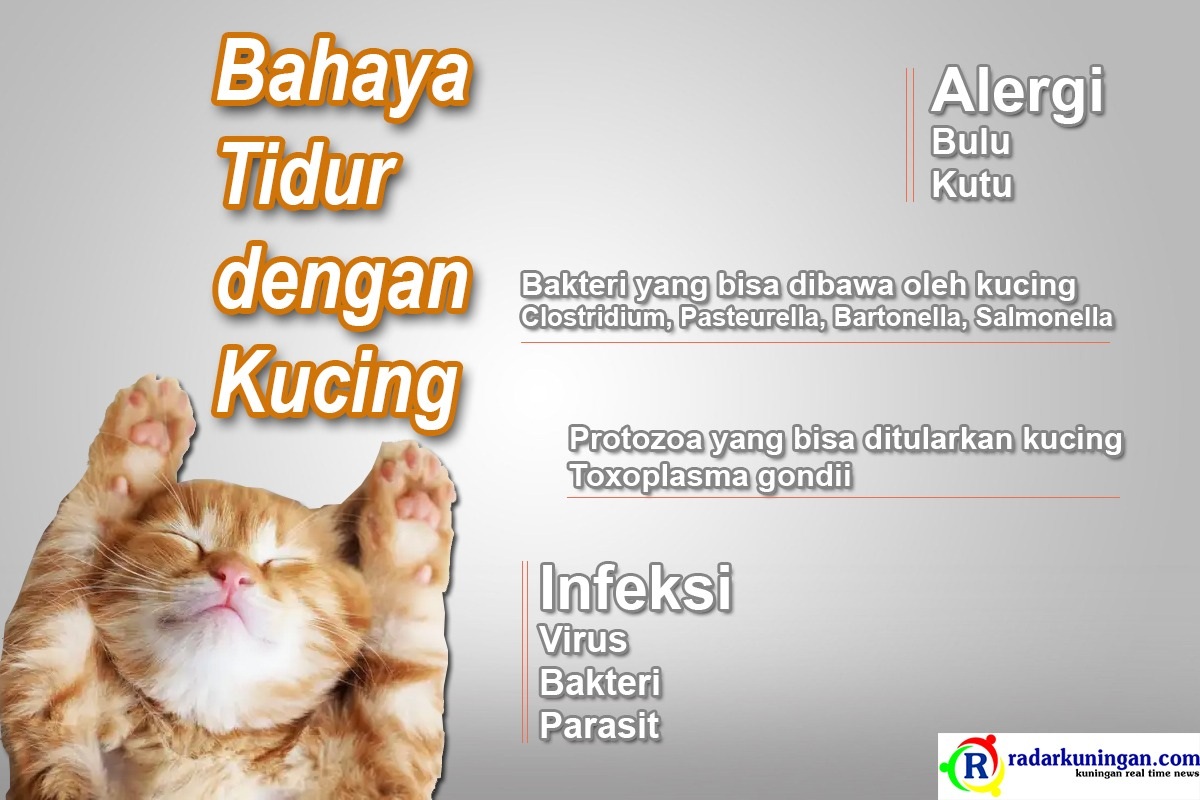 Ngeri Banget! Inilah 3 Dampak Tidur Bersama Kucing Peliharaan, Jangan Disepelekan No. 3 Menjadi  Berbahaya!