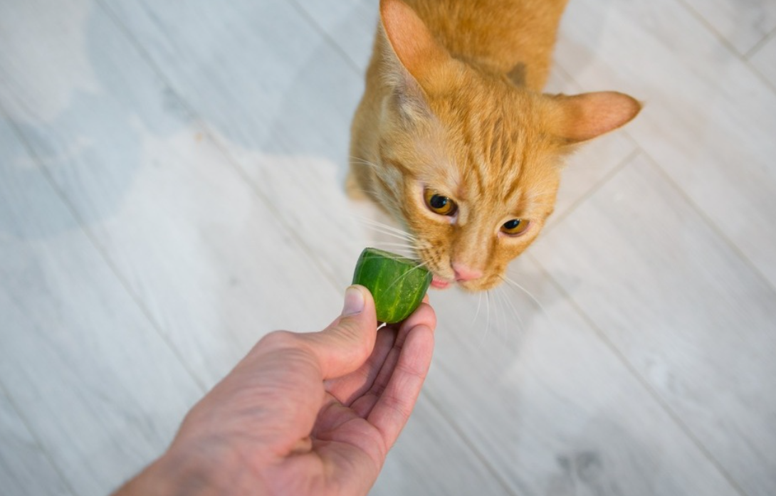 Jauhin dari Kucing! 5 Bahan Makanan yang Ditakuti Kucing, Nomor 1 Bikin Anabul Melompat