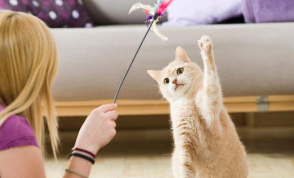 Yuk Bermain Dengan Kucing Peliharaan! Berikut 7 Cara Mengajak Anabul Main Bareng