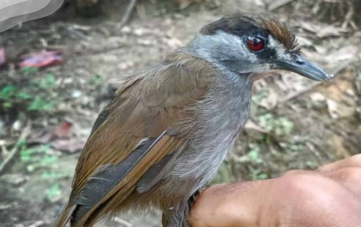 Punah Selama 172 Tahun! Burung Pelanduk Kalimantan, Satwa Endemik Indonesia Ini Kembali Ditemukan