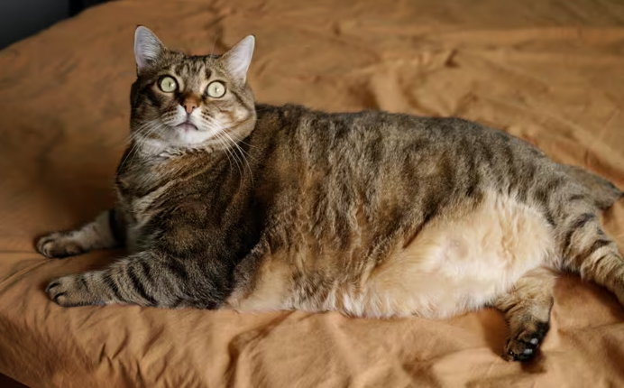 Awas Kucing Obesitas! Berapa Jumlah Wetfood yang Boleh Dikonsumsi Setiap Hari Oleh Kucing?