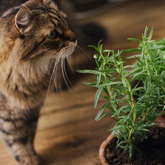 Cara Sederhana Mengusir Kucing Kampung yang Suka Berak Sembarangan, Inilah 5 Tanaman Pengusir Kucing 
