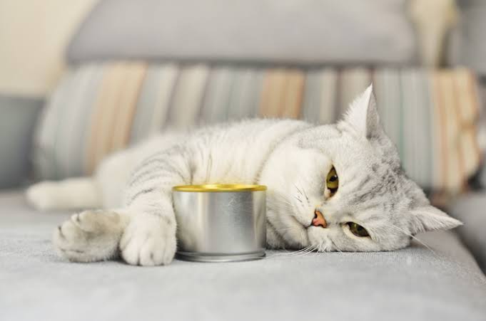 Penyebab Kucing Tidak Mau Makan, Pemilik Kucing Harus Tahu!
