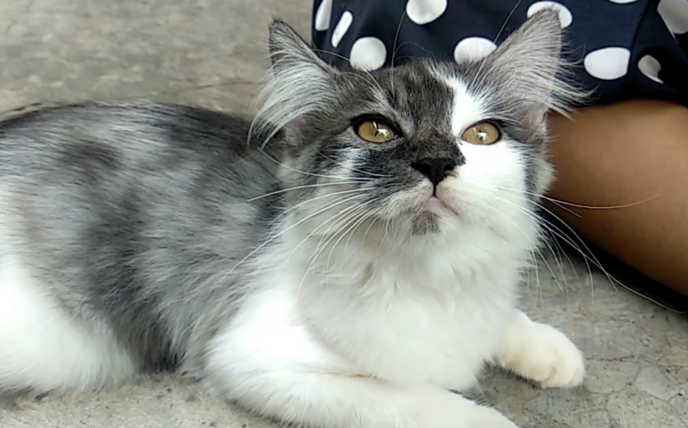 Inilah 4 Ciri Kucing Kampung Campuran Kucing Ras, Bukan Cuma Bulunya yang Jadi Lebat!