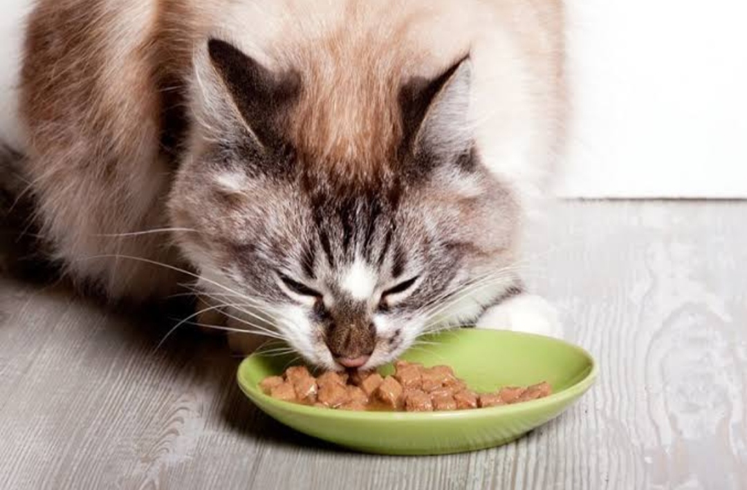 Wajib Tau! Berikut 4 Cara Agar Makanan Kucing Tidak Disemutin, dengan Mudah dan Praktis