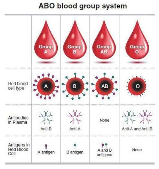 Ini 4 Fakta Golongan Darah yang Wajib Diketahui, Salahsatunya Punya Karakter Ceria, Ramah dan Suka Tantangan