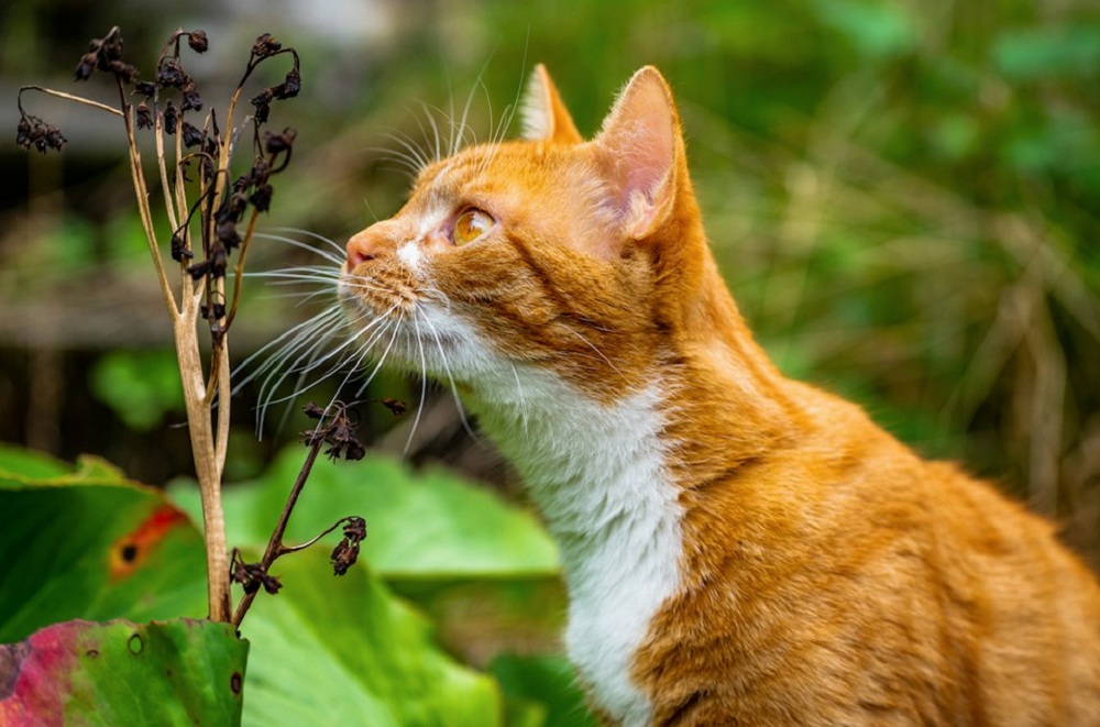 Inilah 5 Tanaman Hias Yang di Benci Kucing, Cocok Untuk Mengusir Kucing Liar Yang Suka Berak di Halaman Rumah