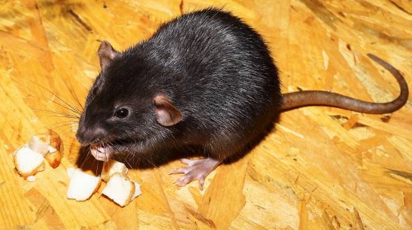 5 Alasan Tikus Takut Datang Kembali ke Rumah, Menjadi Cara Ampuh Usir Tikus di Plafon Rumah, Coba Yu!