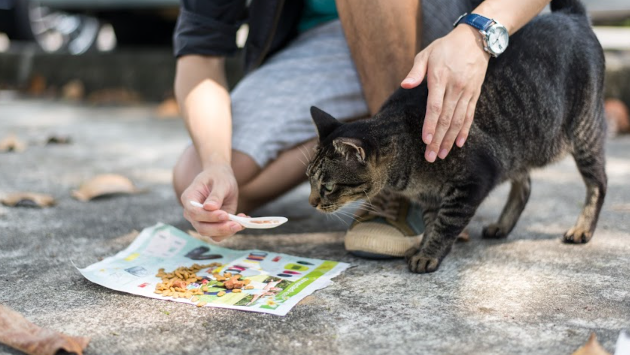 Dilimpahkah Rezeki, Ini 5 Doa Kucing untuk Orang yang Memberinya Makan, Berbagi dengan Kucing Liar!