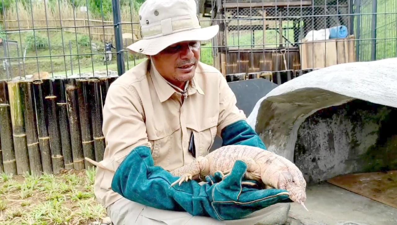 Tegu, Kadal Raksasa Asal Argentina di Sato Land Arunika Palutungan