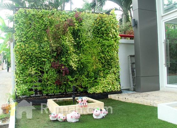 Tanaman Hias Sirih Gading Dapat Dijadikan Vertical Garden Sebagai Dekorasi Rumah yang Indah, Inilah 3 Caranya!