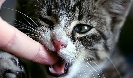 Tanda Kasih Sayang? Berikut 4 Alasan dan Arti Kucing Suka Menggigit Pemiliknya, yang Masih Jarang Diketahui