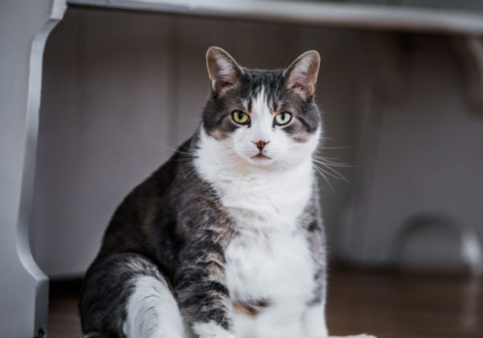  Penting Diketahui Pemilik Kucing! Ini 4 Cara Untuk Mencegah Obesitas pada Kucing Peliharaan