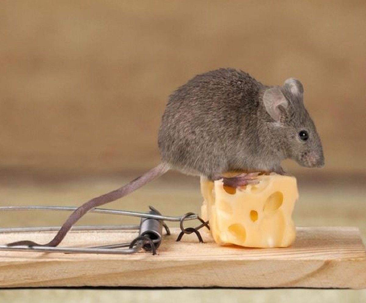 Simpel Tapi Efektif, Berikut 6 Cara Menjebak Tikus di Plafon Rumah