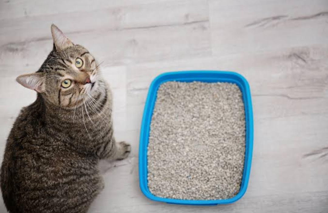 5 Cara Mengajari Kucing Kampung Agar Tidak Buang Air Sembarangan
