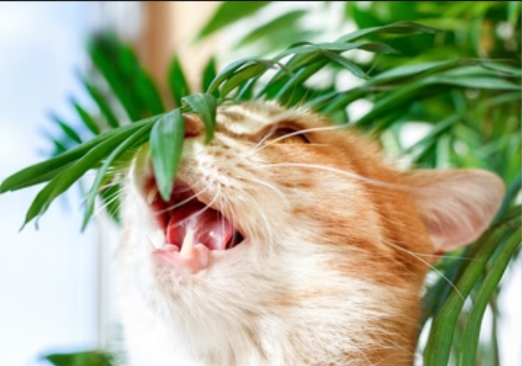 Simak 5 Jenis Tanaman Hias yang Aman untuk Kucing, Bisa Letakan di Dekat Anabul