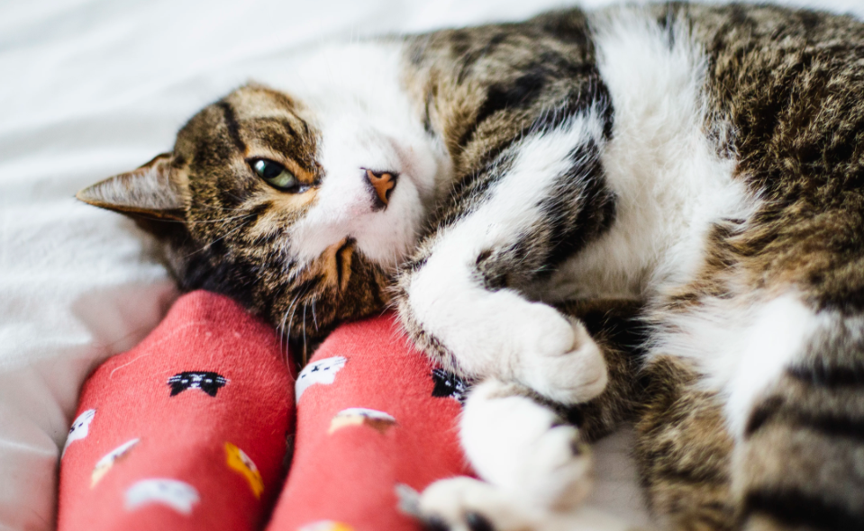 Kenapa Kucing Suka Mengejar Kaki Pemiliknya? Berikut 4 Alasan yang Bikin Terharu!