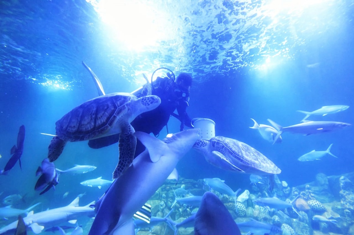Ada Libur Panjang Minggu Depan, Yuk Ajak Keluarga ke Aquarium Indonesia Pangandaran