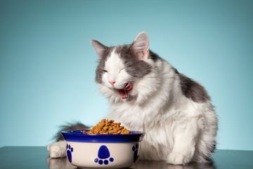 Bikin Kesel Tingkah Kucing Serakah pada Makanan! Padahal Masih Ada Sisa Makanan di Pinggir Mangkuk