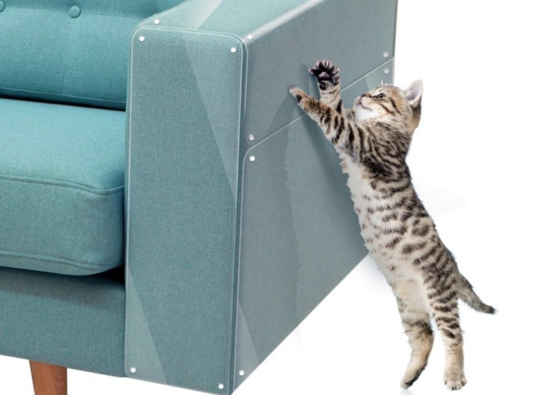 5 Alasan Kenapa Kucing Suka Mencakar Sofa, Jangan Sebal Dulu, Oh Ternyata