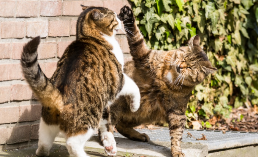 Jangan Dibiarkan! Ini 4 Cara Mencegah Kucing Liar Bertengkar dengan Kucing Peliharaan Kita