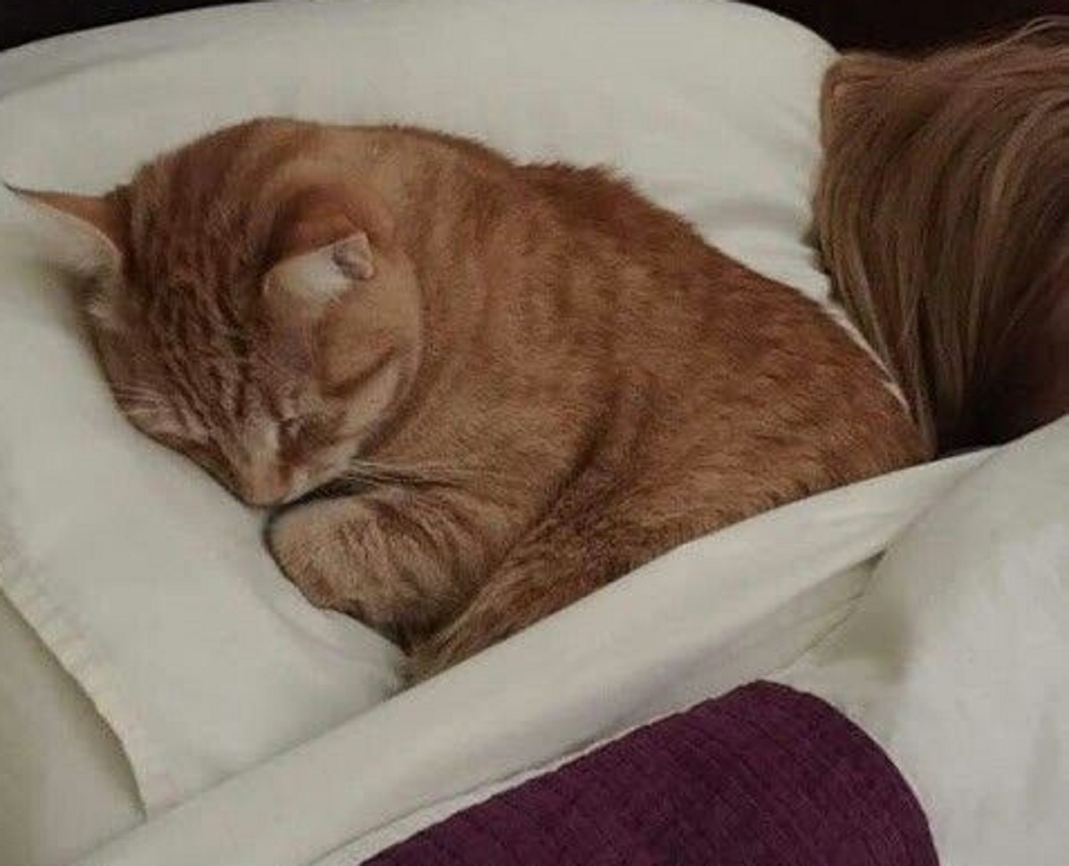 Benarkah Kucing Bisa Tidur Hingga 20 Jam? Inilah 9 Fakta Unik tentang Kucing; Nomor 8 Mungkin Anda Belum Tahu 