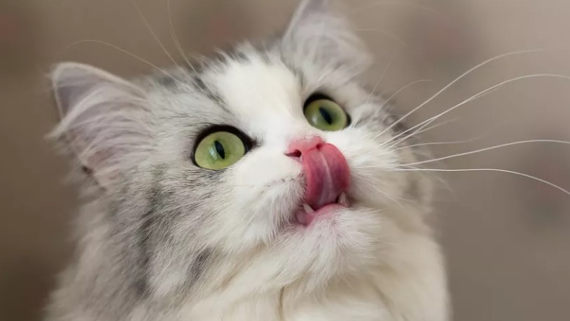 Anabul Selalu Meminta Makan? Berikut 4 Cara Mencegah Kucing Untuk Selalu Minta Makan