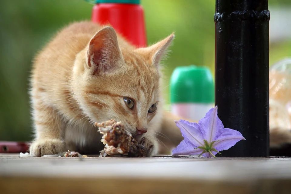 Terlihat Sepele, Inilah 4 Efek Buruk Kucing Makan Makanan Bekas Manusia, Ternyata Sangat Berbahaya!