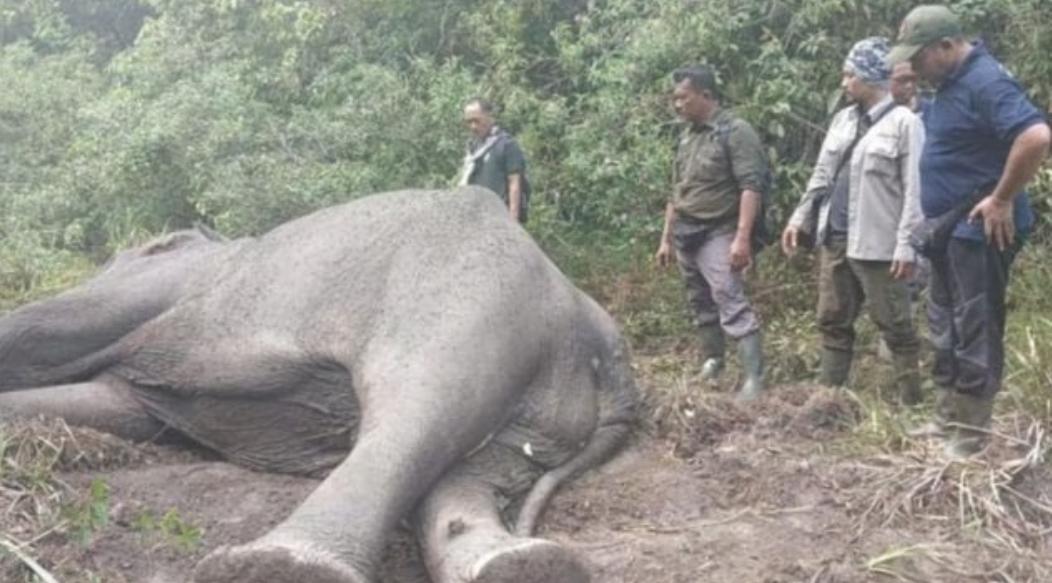 Sebelum Natal, Gajah Paling Ditakuti Ini Mati Mendadak, Sakit atau Diracun? Begini Kata Petugas