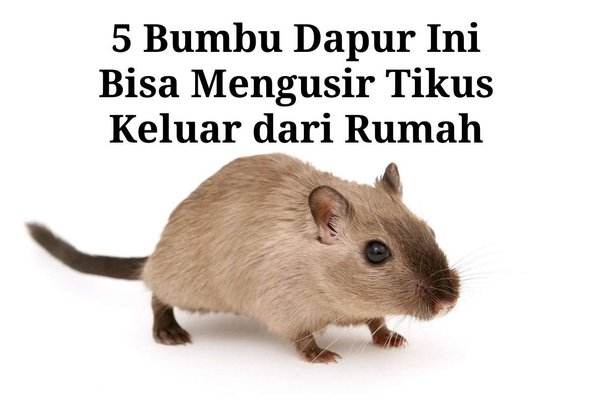 5 Bumbu Dapur Ini Bisa Membuat Tikus Lari Kocar-kacir Keluar dari Rumah, Penasaran? Yuk Simak!