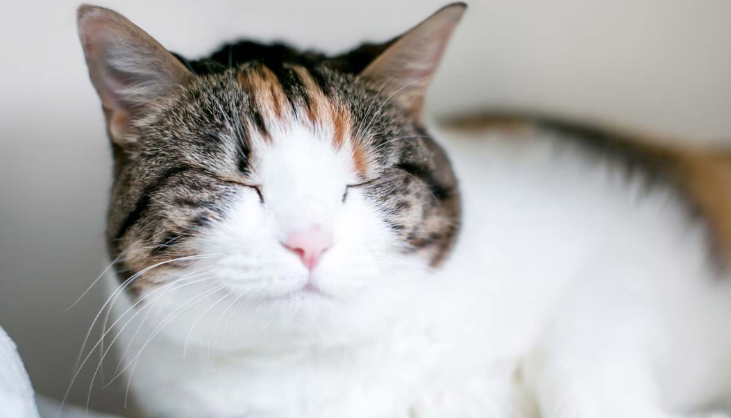 Ini 7 Cara Mengetahui Kucing Bahagia atau Tidak, Catlovers Wajib Tahu!