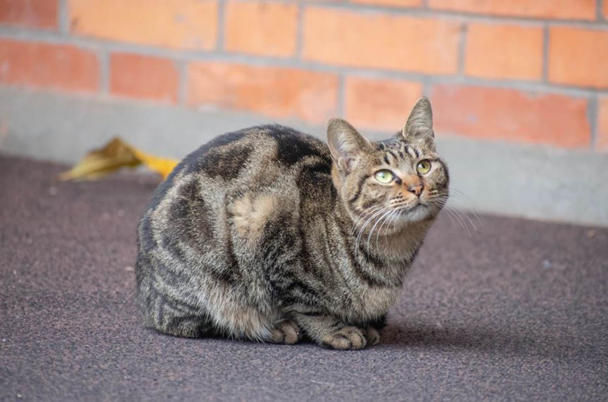 Inilah 3 Bau yang Dibenci Kucing Berasal dari Tanaman, Menjadi Solusi dalam Menangkal Kedatangan Kucing Liar!