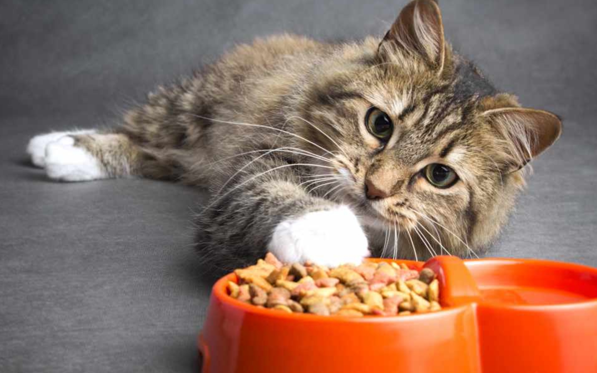 6 Alasan Mengapa Kucing Tidak Mau Makan? Simak Penjelasan dan Penanganan yang Tepat